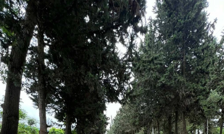 ویلا ساحلی محمود بابلسر