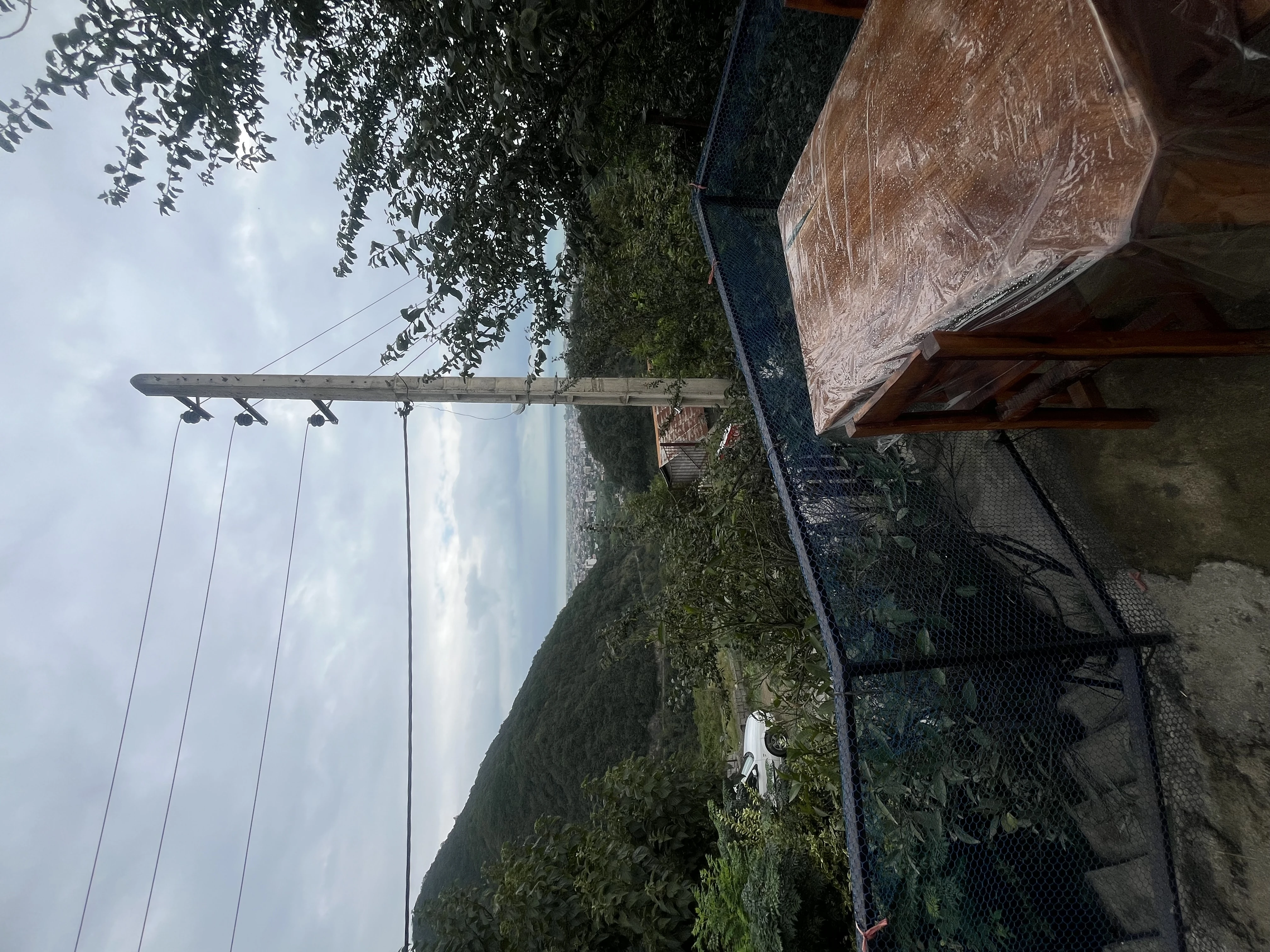 واحد تک خواب جنگلی