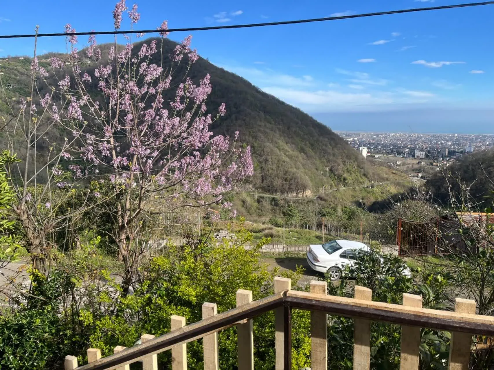 واحد تک خواب جنگلی